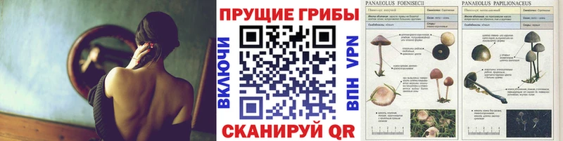Псилоцибиновые грибы MAGIC MUSHROOMS  Купить закладки  Саров 